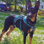 Podenco Schäferhund Mischling Buddy, 10/2020, 60 cm, 04159 Leipzig