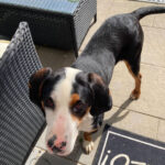 Bracke Schweizer Sennenhund Mischling Campino, 05/2021, ca. 50 cm, 53359 Rheinbach