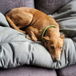 Podenco Chula, 01/2012, ca. 40 cm, 76448 Durmesheim