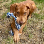 Podenco Viszla Mischling Cilia, 01/2022, Endgröße 50-55 cm, 10247 Berlin