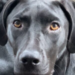 Pointer Bretonen Mix Adir, ca. 10/2020, ca. 55 cm