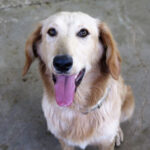 Golden Retriever Mischling Dana, ca. 11/2021, ca. 60 cm