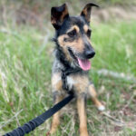 Rauhaardackel Bodeguero Mischling Fifi, 10/2020, 35 cm, 13088 Berlin