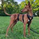 Podenco Juanito, 03/2015, 48 cm, 12051 Berlin