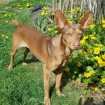 Podenco Lambrija, 01/2019, ca. 40 cm, 24632 Lentföhrden
