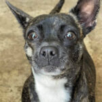 Französische Bulldogge Pinscher Mischling Leona, 09/2019, ca. 30 cm