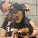 Mischling Martha, 01/2022, ca. 55 cm