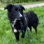 Border Collie Mischling Mila, ca. 01/2021, ca. 50 cm, 44807 Bochum