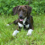 Mischling Nela, 09/2021, 50 cm, 24641 Sievershütten