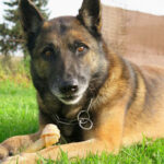Malinois Neo, ca. 01/2016, ca. 70 cm