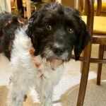 Wasserhund Mischling Noud, 03/2021, ca. 50 cm, 20255 Hamburg