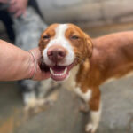 Podenco Mischling Poldi, ca. 04/2021, ca. 45-50 cm