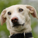 Bodeguero Labrador Mischling Rina, 06/2021, 50 cm, 21258 Heidenau