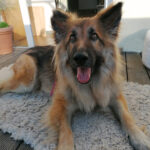 Altdeutscher Schäferhund Rossy, 05/2020, ca. 60 cm, 04509 Krostitz