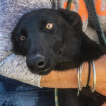 Galgo Mischling Sarita, 09/2021, Endgröße ca. 50 cm