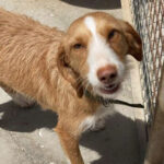 Mischling Verbena, ca. 04/2020, ca. 50 cm