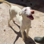 Podenco Willis, ca. 11/2020, ca. 45 cm