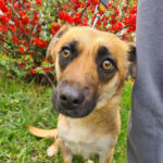 Mischling Magnolia, ca. 08/2020, ca. 40 cm