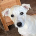 Mischling Nanni, 02/2022, Endgröße ca. 50 cm