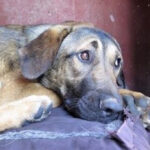 Mastin Andina, ca. 11/2021, ca. 70 cm