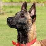 Malinois Anuel, 11/2021