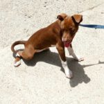 Bodeguero Mischling Aurela ca. 01/2022, ca. 40 cm