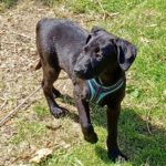 Labrador Mischling Benny, ca. 01/2022, ca. 50cm