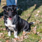 Mischling Bilbo, ca. 07/2020, ca. 30 cm