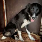 Border Collie Vicky, ca. 01/2020, ca. 50 cm