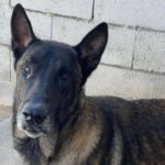 Malinois Brando, ca. 01/2019, ca. 70 cm