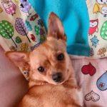 Chihuahua Sue, ca. 11/2020, ca. 30 cm