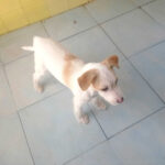 Mischling Cindy, ca. 02/2022, ca. 40 cm