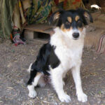 Border Collie Mischling Dolly, ca. 12/2021, ca. 50 cm