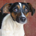 Bodeguero Ambar, 07/2021, ca. 40 cm