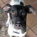 Bodeguero Mischling Lara, 06/2020, ca. 50 cm