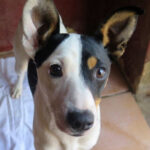 Bodeguero Gema, 06/2021, ca. 42 cm