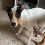 Bodeguero Mischling Copito, ca. 06/2021, ca. 40 cm