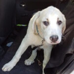 Mastin Frida, ca. 03/2022, ca. 70 cm