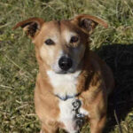 Mischling Tofik, ca. 01/2017, ca. 35 cm