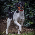 Bodeguero Bailey, ca. 07/2018, ca. 43 cm