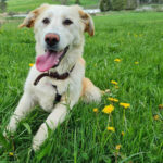 Labrador Mischling Jessy, ca. 11/2021, ca. 52 cm