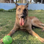 Malinois Jose Carlos, 03/2020, ca. 71 cm