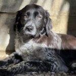 Epagneul Breton Kevin, ca. 16/2021, ca. 55 cm