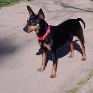 Pinscher Kira, ca. 06/2019, ca. 36 cm