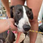 Labrador Mischling Afrika, ca. 12/2017, ca. 48 cm