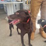 Labrador Mischling Lola, ca. 11/2017, ca. 52 cm