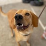 Labrador Mischling Milan, ca. 12/2020, ca. 50 cm