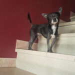 Chihuahua Laila, ca. 06/2016, ca. 30 cm