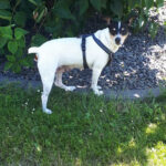 Bodeguero Lola, ca. 01/2018, ca. 37 cm