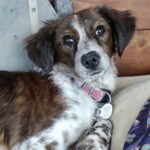 Epagneul Breton-Mischling Mabel, ca. 12/2021, ca. 45 cm